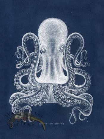 Octopus Blue 02